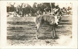 Deer in Zoo, Balboa Park, San Diego, CA California - Early 1900's RP Postcard