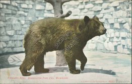 Cinnamon Bear, Washington Park Zoo, Milwaukee, WI Wisconsin 1909 Postcard