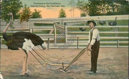 Farming at Cockburn Ostrich Farm, Hot Springs, AR Arkansas - Early Postcard