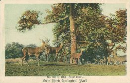 Red Deer Herd, New York City, Zoological Park, NY - Early 1900's Postcard