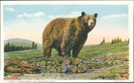 A Park Bear, Yellowstone National Park - Early 1900's Postcard