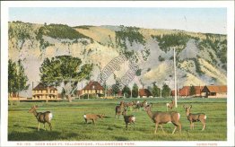 Deer Near Fort, Yellowstone National Park - Early 1900's Postcard
