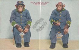 Chimpanzee Baldy in Uniform, New York Zoological Park, NY - Early Postcard