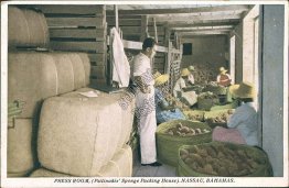 Press Room, Psilinakis Sponge Packing House, Nassau, Bahamas Early Postcard