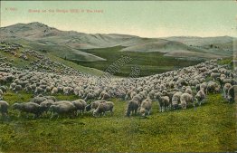 Sheep on Range, 3330 in Hand, Chinook, MT Montana - Early 1900's Postcard