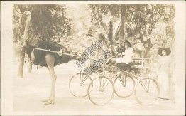 Kids Riding Ostrich Wagon, Cawston Farm, South Pasadena, CA RP Postcard