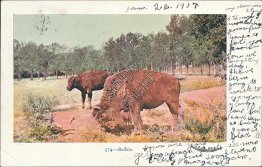Buffalo, Scenic View Pre-1907 Postcard