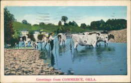 Cows, Country Scene, Commerce, OK Oklahoma - 1936 Postcard, Miami OK Cancel