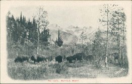 Buffalo, Banff National Park, Alberta AB - Early 1900's Postcard