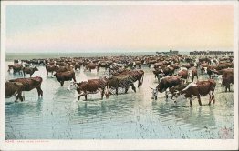 Cattle Trail Herd Watering, CO - Early 1900's Postcard