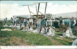 A Crew of Sheep Shearers at Work - Early 1900's Postcard