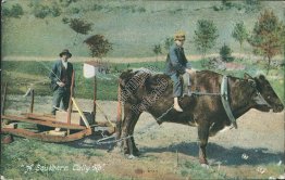 Boy Riding Cow Pulling Work Sled - Early 1900's Postcard