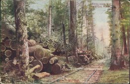 Logging Scene, R.R., Manistique, MI Michigan - 1911 Postcard