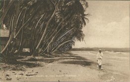 Coconaut Palms, Mayaro Beach, Trinidad, BWI - Early 1900's TUCK Postcard