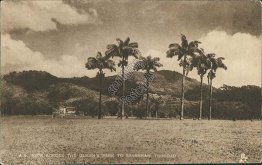 Queen's Park, Savannah, Trinidad - Early 1900's TUCK Postcard