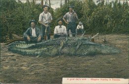 Alligator Gator Hunting, Men with Shotguns, Panama - Early 1900's Postcard