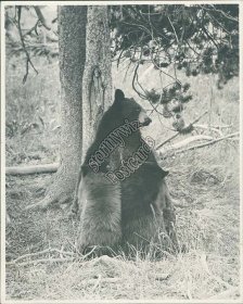 Black Bear & Two Baby Cubs, Yellowstone Haynes Early 1900's Photo Card