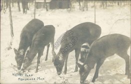 Deer at Henes Park, Menominee, MI Michigan - Early 1900's RP Photo Postcard