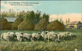 Herd of Sheep, Comfortable Wisconsin Homestead, WI - 1913 Postcard