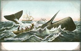 Sailboat, Boat Sperm Whaling, The Capture Pre-1907 Postcard