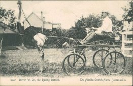 Oliver W. Jr. Racing Ostrich, Farm, Jacksonville, FL Pre-1907 ROTOGRAPH Postcard