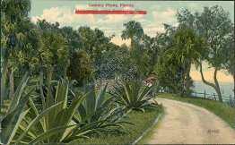 Century Plants, Hollywood near Sarasota, FL Florida - Early 1900's Postcard