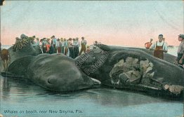 Sperm Whales on the Beach, New Smyrna, FL Florida 1909 Postcard