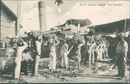 Loading Bananas, Port Antonio, Jamaica - Early 1900's Postcard