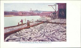 Salmon Catch, 30M Fish, Puget Sound, WA Washington Pre-1907 Postcard
