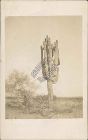 Giant Cactus, 25 to 30 Feet Tall, Phoenix, AZ Arizona 1919 RP Photo Postcard