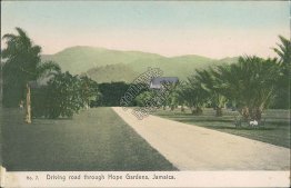 Driving Road, Hope Gardens, Jamaica - Early 1900's Postcard, Stamp, Cancel