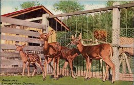 Antelopes, Lincoln Park, Chicago, IL Illinois - Early 1900's Postcard