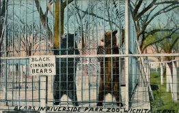 Black & Cinnamon Bears, Riverside Park Zoo, Wichita, KS Kansas - Early Postcard
