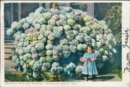 Girl in Front of Hydrangea Flower Bush, California Blossoms Pre-1907 Postcard