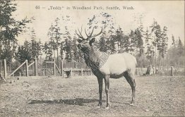 Teddy, Elk, Woodland Park, Seattle, WA Washington - 1909 Postcard