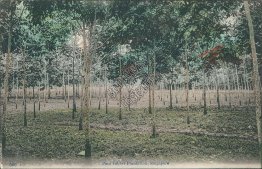 Para Rubber Plantation, Singapore - Early 1900's Postcard