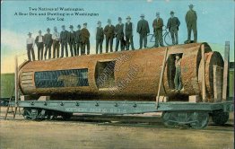 Giant Saw Log, Bear Den, Man w/ Bicycle, Northern Pacific R.R., WA Postcard