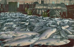 Salmon Catch, Puget Sound, WA Washington - Early 1900's Postcard