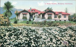 A Daisy Garden, Southern California, CA - Early 1900's Postcard