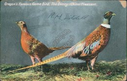 Oregon Famous Game Bird, Denny China Pheasant, OR Early 1900's Postcard