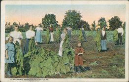 Harvesting Tobacco in Kentucky, KY - Early 1900's Postcard