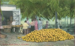 Packing Grape Fruit in Porto Rico, Puerto Rico PR - Early 1900's Postcard