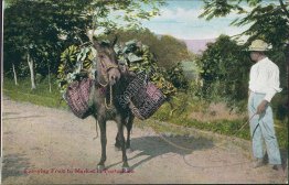 Mule, Carrying Fruit to Market, Puerto Rico Porto Rico PR Early 1900's Postcard