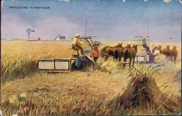 Harvesting in Manitoba, Canada - Early 1900's Postcard