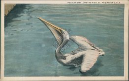 Pelican Swallowing Fish, St. Petersburg, FL Florida Postcard