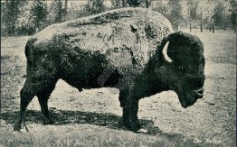 Buffalo - Oregon Trail Monument Expedition - Ezra Meeker Western Postcard
