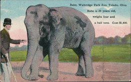 Babe Elephant, Walbridge Park Zoo, Toledo, OH Ohio - 1914 Postcard