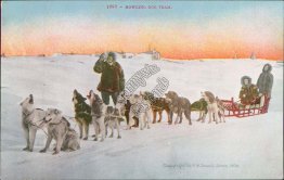 Howling Dog Sled Team, Nome, AK Postcard, Lynden, WA Message