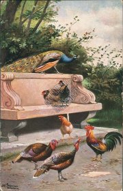 Peacock, Roosters on Stone Bench - Early 1900's Artist Signed Postcard