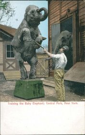 Training Baby Elephant, Central Park, New York City, NY Pre-1907 Postcard